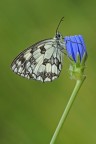 Galathea