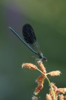 Calopteryx splendens - 4