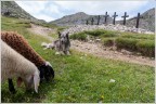 Sette croci sul Pasubio.
La tradizione vuole che le stesse siano state poste alla memoria di una lite tra sette pastori ammazzatisi per questioni di pascolo.