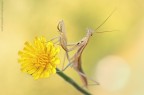 Mantis...