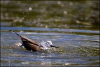 Il cavaliere d'acqua...