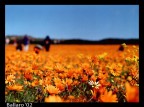 Fiori