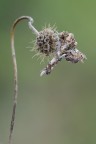 Eutelia adulatrix