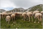 Pellegrinaggio.