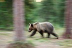 Spirit bear