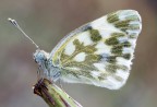 Pontia Edusa...