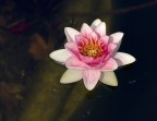 altra ninfa