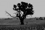 foto scattata nei dintorni della mia zona in una localit chiamata "Piandarcione", Tarquinia (VT)