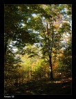 Natura....... Autunnale
