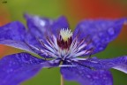 Clematide - Clematis