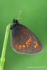 Erebia alberganus