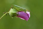 Fiore rosa...