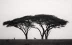 Tanzania