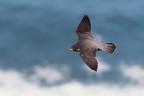 Rapace sconosciuto