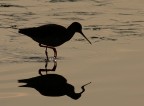 Double Silhouette