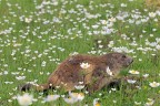 Marmotta # 1