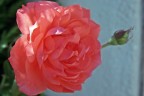 rosa francese rosa francese