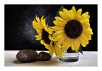 i miei girasoli