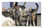 gatti