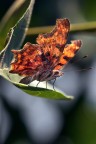 Dati exif:
esposizione: 1/500 sec a f/6,3
Iso: 400
mano libera