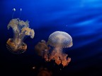 Riprese all'acquario di Genova, per questo motivo a primo acchito le avevo messe in varie. Poi ho pensato che la sezione pi appropriata fosse natura.
Il maggior problema di ripresa  stata la ressa; lasciavano fotografare, ma raccomandavano di non usare flash: accecano i pesci; inutile dire che tantissimi non rispettavano questa regola, col risultato che fotografavano solo il riflesso dei vetri...