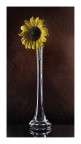 il girasole