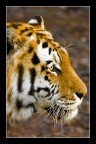 Tigre
