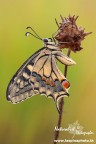 Salve a tutti. Vi mostro questo bel esemplare di papilio....spero gradiate.
Canon 40d, Tamron 180mm, f11, 1/15, iso 500, +0,33 EV, vento....tanto tanto dannato vento!!!!