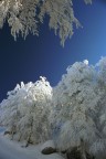 Il margine del bosco