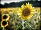 only the sun...