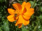 Un giardino, un fiore, uno fra molti... e un volo, una breve sosta e poi via, a un altro fiore... estate...