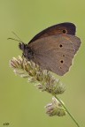 Maniola jurtina (Linnaeus, 1758)