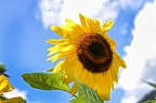 sole floreale