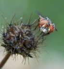 Mosca in bolle...