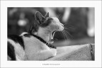 Il Gattoparlo: &quot;no go voia de far un casso... come