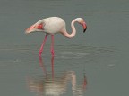 Camargue # 2