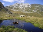 Pizzo Colombe (o Campanitt) visto dalla via di salita alla Bassa di Sou, Ticino - CH