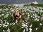 Gioia  passeggiare in libert per i prati di montagna...