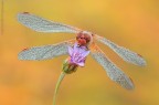 Un fiore per te.....