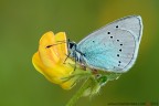 Un fiore per te...