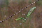 Mantide religiosa