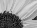 Macro BN