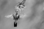 Flower &amp; bird