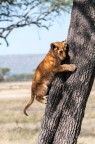 Serengeti-Tanzania.
Corpo macchina Nikon D300, 70-20 f2.8 VRII.