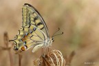 lumix fz200+leica elpro3-1/50 - f4.5 -iso100 cavalletto, scatto remoto, luce naturale
HR:http://imageshack.com/a/img801/7582/lssp.jpg