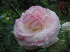 Splendida rosa dalla generosa ancorch delicata fioritura