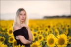 Girasoli di Luglio