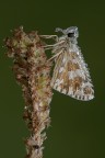 Pyrgus
