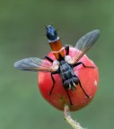 Cylindromyia