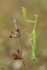 f 14
t 1/10 sec
iso 200
NIKON D7000 SIGMA 150 MACRO
VISIONE HD
http://imageshack.us/a/img96/9730/iuqx.jpg